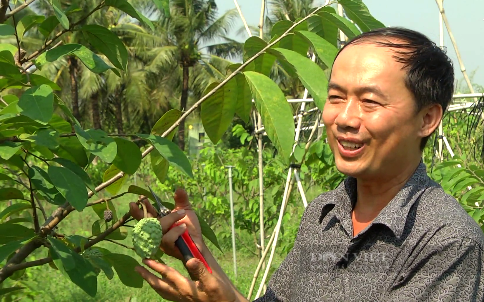 Tiền Giang: Nông dân trồng cây đặc sản thơm như dứa, chưa cho trái thương lái đã đặt mua giá cao