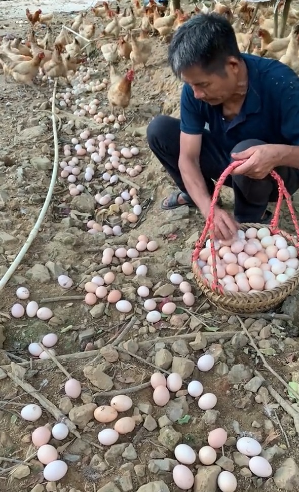 Một ông nông dân nuôi gà thả đồi rồi thu hoạch trứng muốn...&quot;gãy tay&quot; - Ảnh 2.