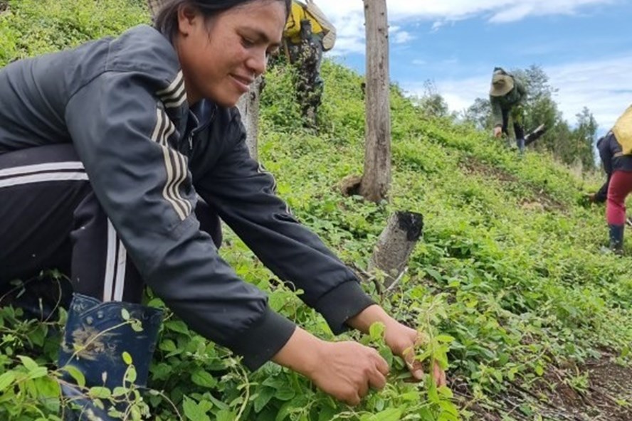 Kon Tum: Ở nơi này trồng thứ sâm bò dưới đất, mọi năm thương lái tranh nhau mua, năm nay vắng lặng như tờ - Ảnh 1.