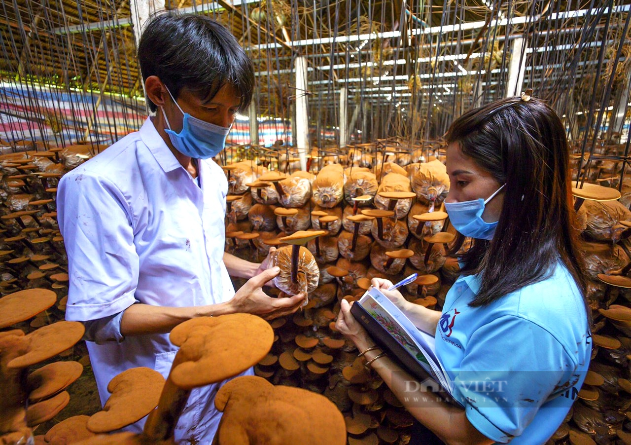 Đồng Nai: Trồng thành công loại nấm đại bổ này, anh nông dân muốn biến vùng đất nơi đây thành “thủ phủ” nấm Việt - Ảnh 3.