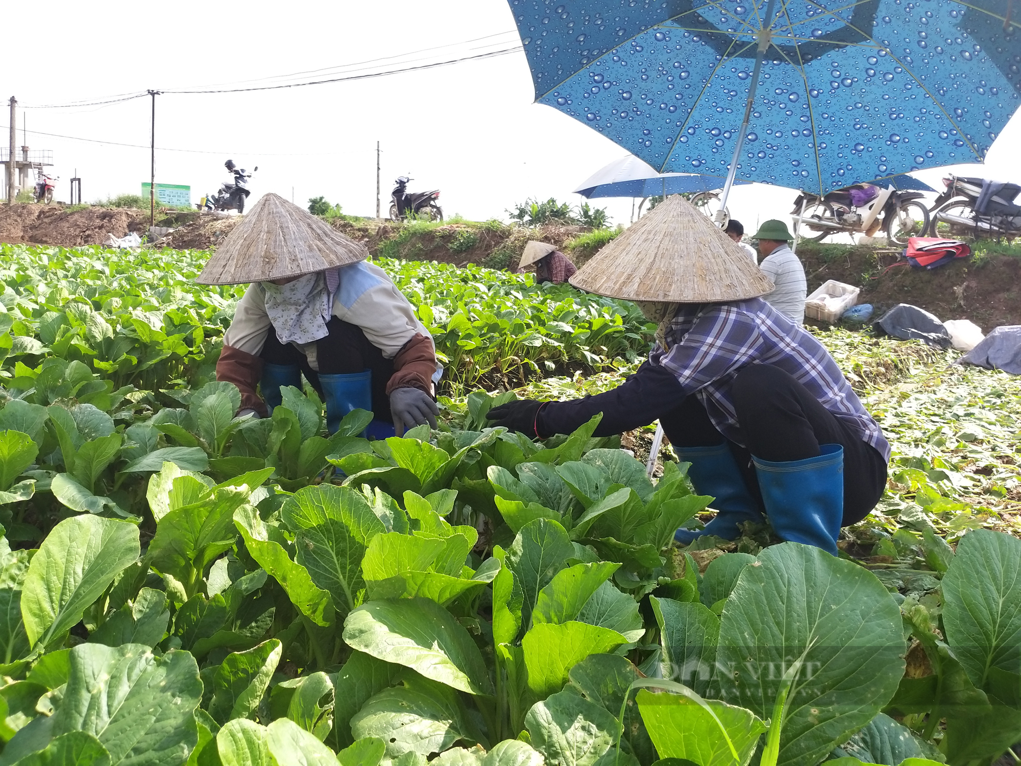 Gà, lợn, rau... dồi dào cho thị trường Hà Nội  - Ảnh 1.