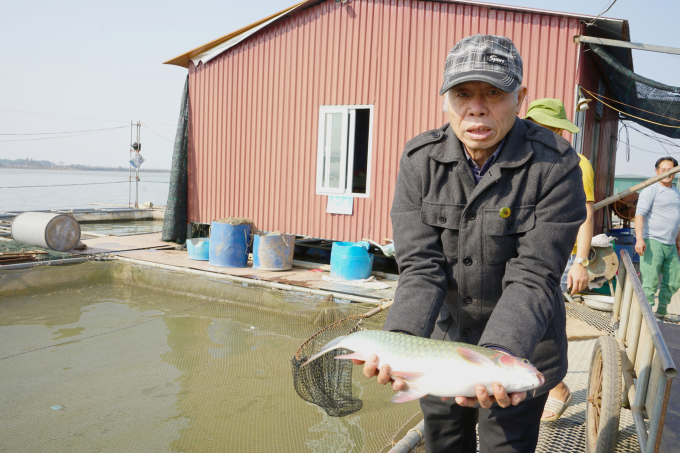Một ông nông dân tỉnh Hưng Yên kỳ công nuôi nhốt cá quý hiếm trong lồng cuối cùng thu 1 tỷ đồng - Ảnh 1.
