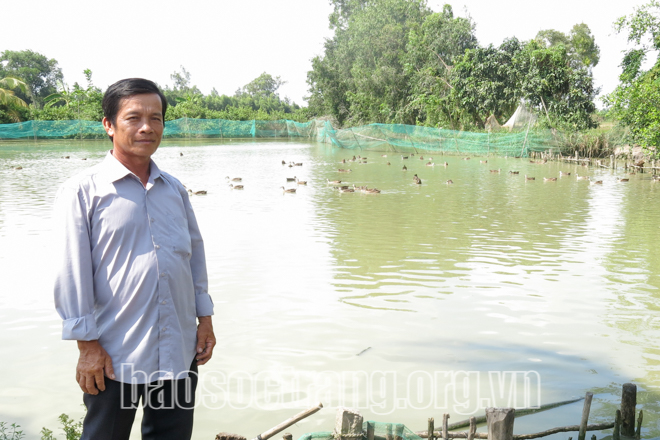 Sóc Trăng: Nuôi thứ vịt bay liệng như chim, bán vịt giống cũng nhanh mà bán vịt thịt cũng đắt hàng - Ảnh 1.