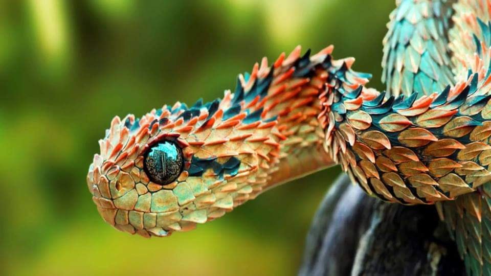 Khám phá loài rắn đẹp nhất và độc nhất giữa rừng xanh - Ảnh 1.