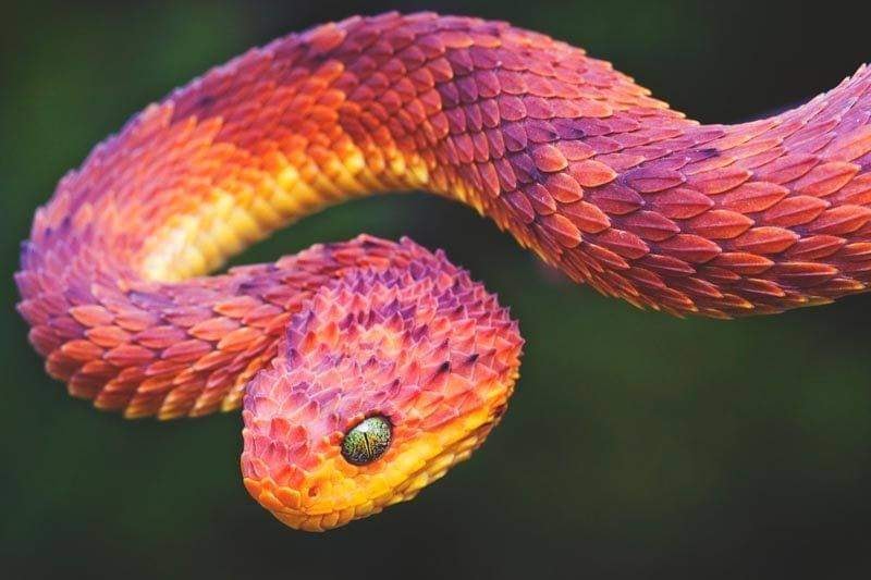 Rắn độc đẹp: Tận mắt chiêm ngưỡng vẻ đẹp hoàn hảo của loài rắn độc cũng là một trải nghiệm rất thú vị. Màu sắc và hoa văn trên da của chúng có thể khiến bạn ngỡ ngàng và xuýt xoa. Hãy xem hình ảnh để khám phá sự tuyệt vời của loài rắn này nhé!