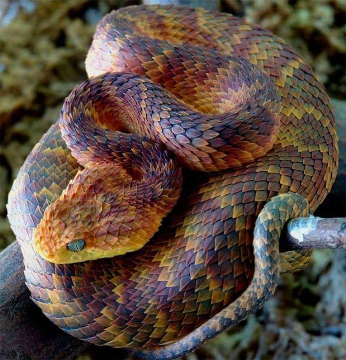 Khám phá loài rắn đẹp nhất và độc nhất giữa rừng xanh - Ảnh 3.