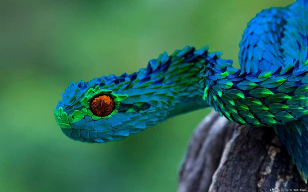 Khám phá loài rắn đẹp nhất và độc nhất giữa rừng xanh - Ảnh 4.