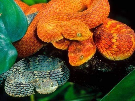 Khám phá loài rắn đẹp nhất và độc nhất giữa rừng xanh - Ảnh 5.