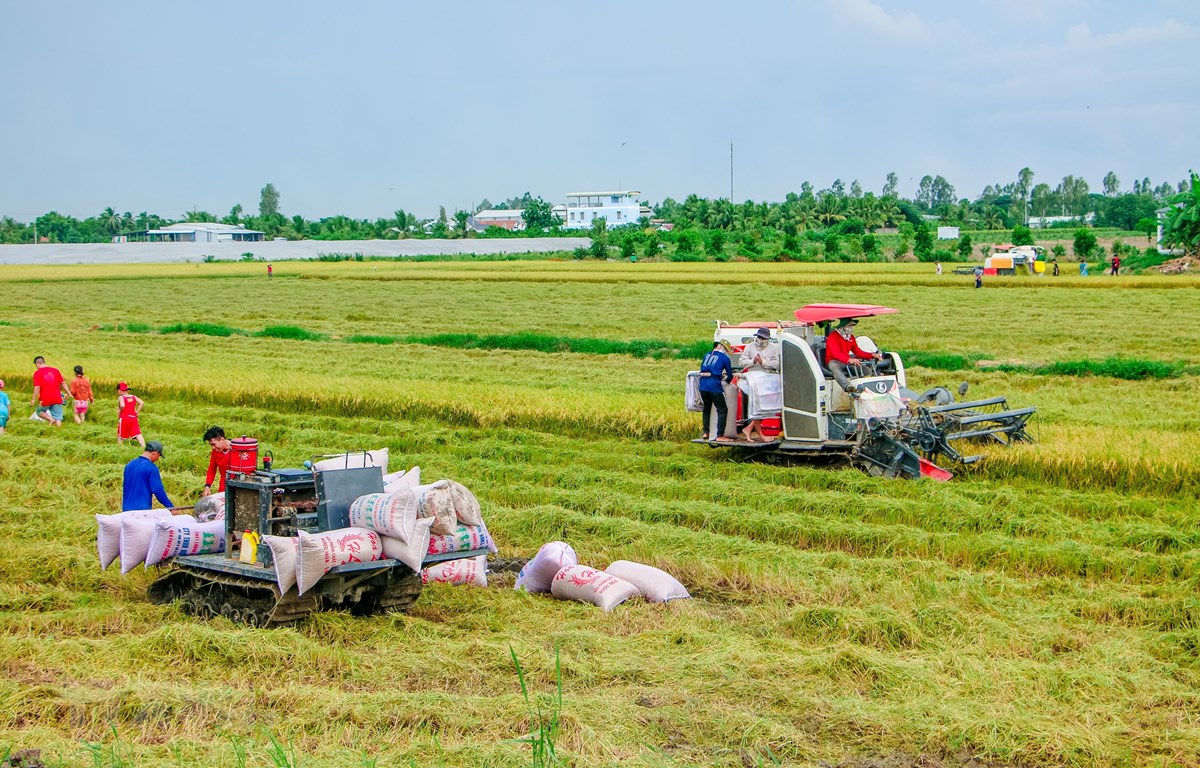 Đề xuất thu mua tạm trữ lúa Hè Thu của bà con nông dân phía Nam - Ảnh 1.