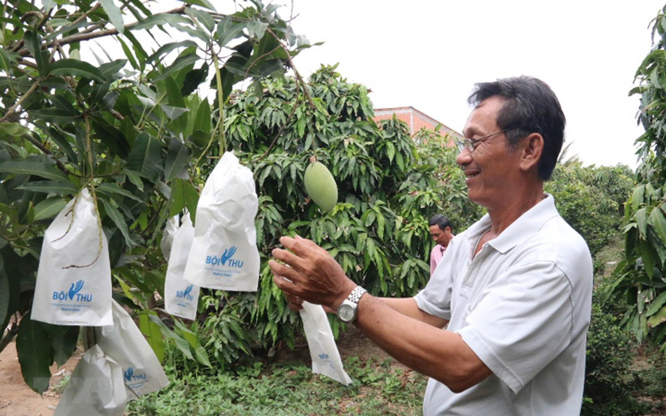 Vẫn còn tình trạng mạo danh mã số vùng trồng khiến nông sản Việt bị ảnh hưởng uy tín