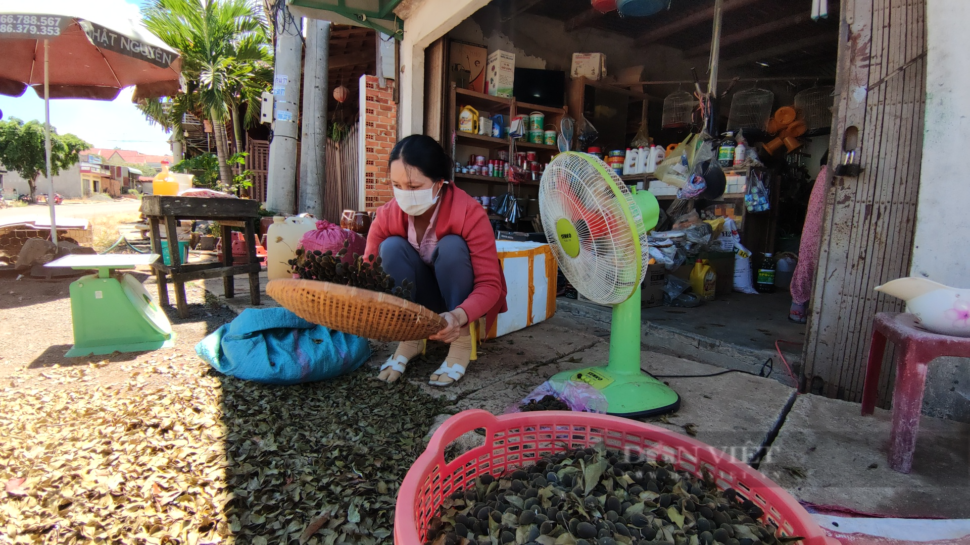 Gia Lai: Người dân phấn khởi thu hoạch “lộc trời”, bỏ túi từ vài trăm đến cả triệu đồng/ngày - Ảnh 2.