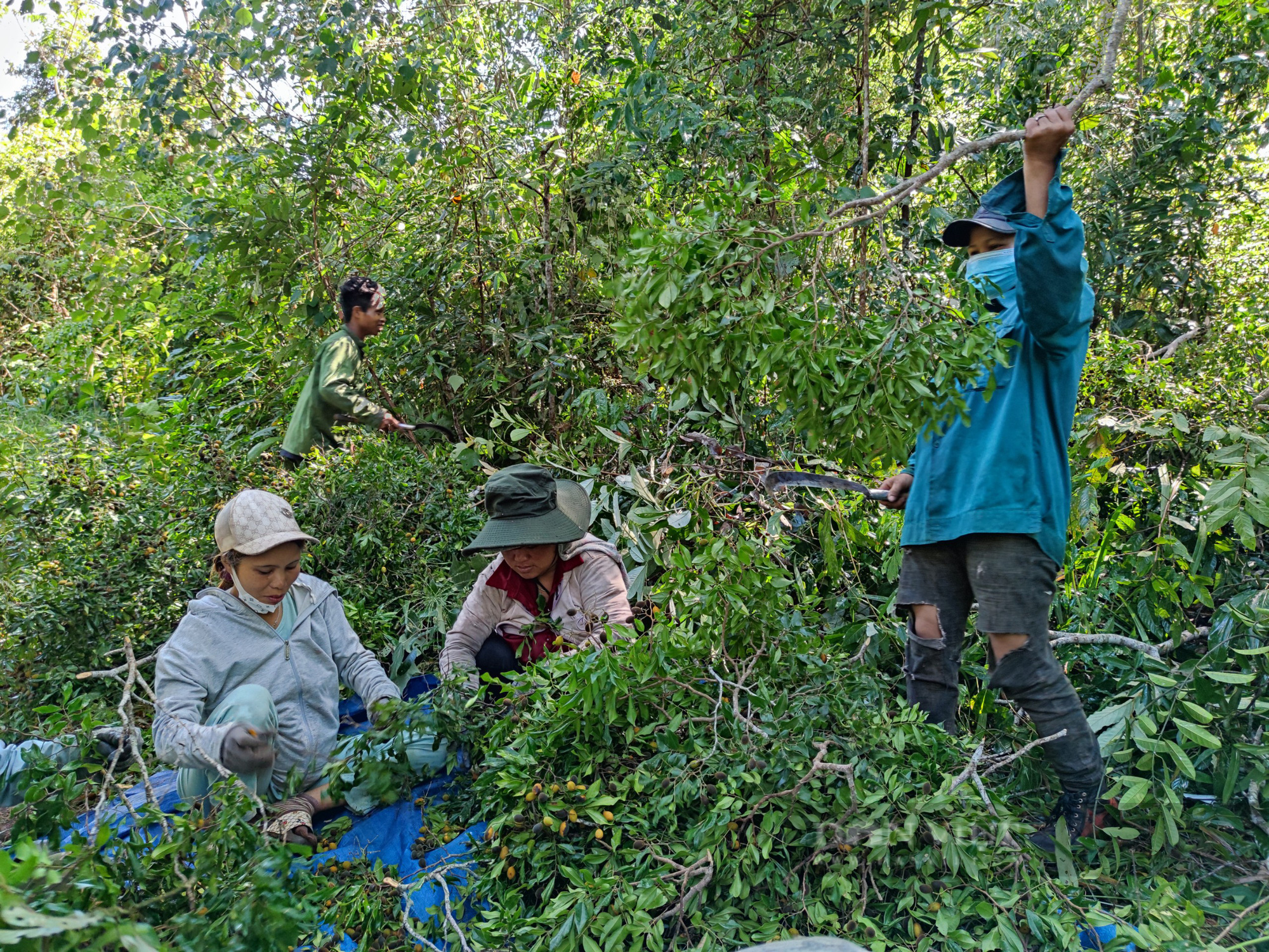 Gia Lai: Người dân phấn khởi thu hoạch “lộc trời”, bỏ túi từ vài trăm đến cả triệu đồng/ngày - Ảnh 5.