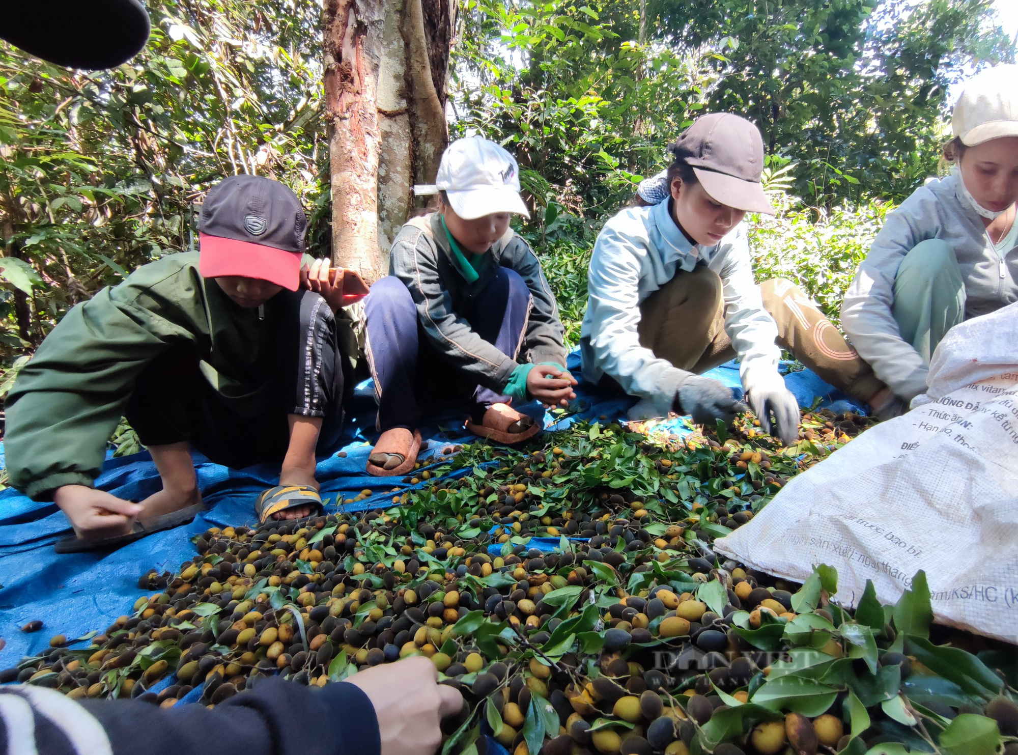 Gia Lai: Người dân phấn khởi thu hoạch “lộc trời”, bỏ túi từ vài trăm đến cả triệu đồng/ngày - Ảnh 6.