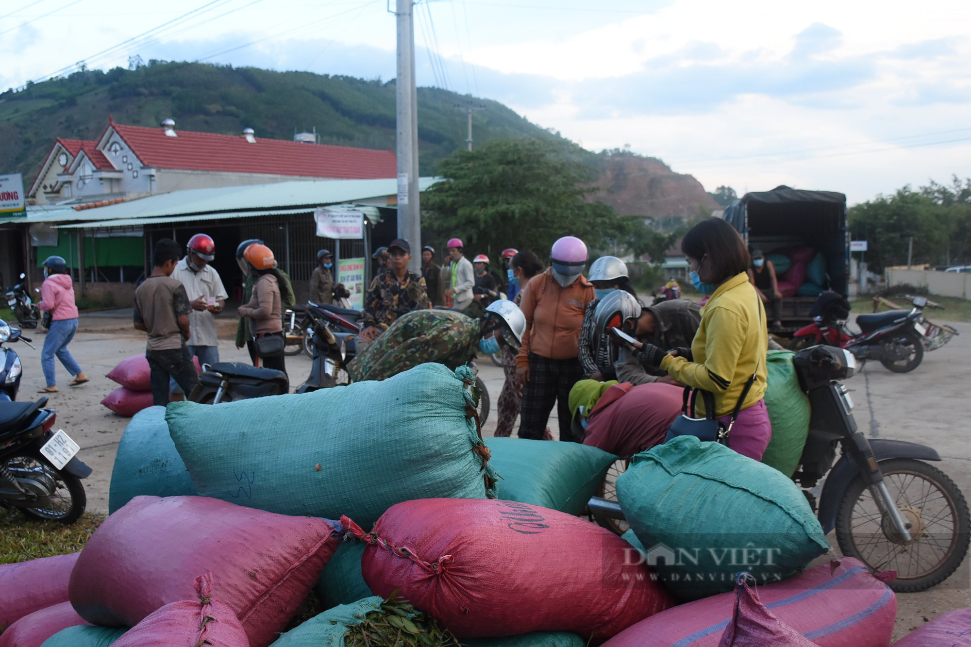 Gia Lai: Người dân phấn khởi thu hoạch “lộc trời”, bỏ túi từ vài trăm đến cả triệu đồng/ngày - Ảnh 9.