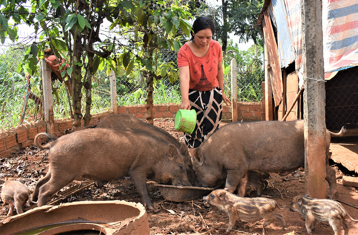 Gia Lai: Nuôi đàn heo rừng lai to bự, bản làng thêm nhiều hộ khá, giàu - Ảnh 1.