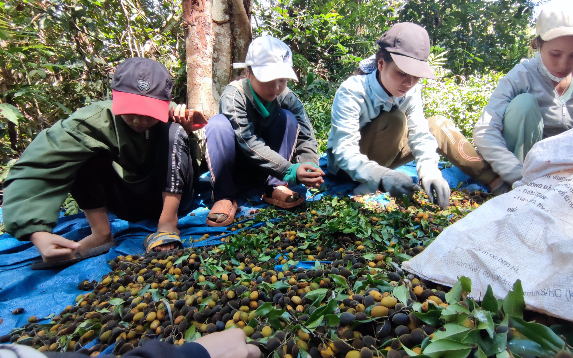 Gia Lai: Mùa hái trái rừng đặc sản ví như “lộc trời” của đồng bào dân tộc Banar, mỗi ngày kiếm cả triệu đồng