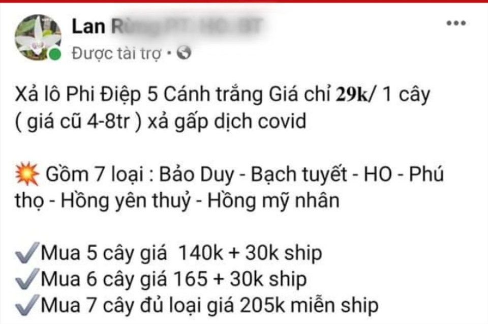 Vỡ mộng lan đột biến tiền tỉ, chủ vườn lên livestream &quot;bóc phốt&quot; lẫn nhau - Ảnh 1.