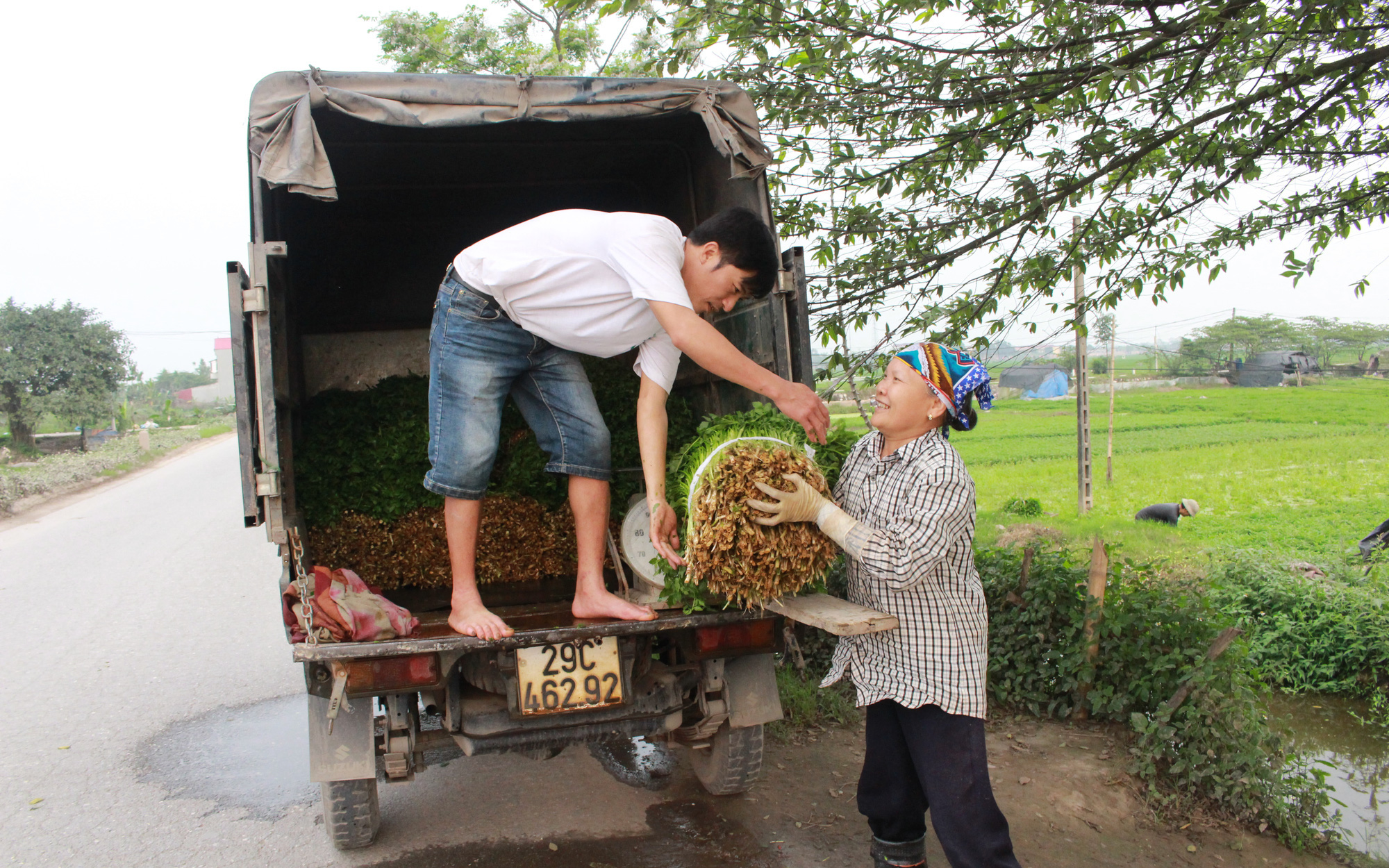 Hà Nội: Trồng rau đặc sản, ăn giòn sần sật, mỗi lứa cắt cả tấn rau vẫn bán hết veo