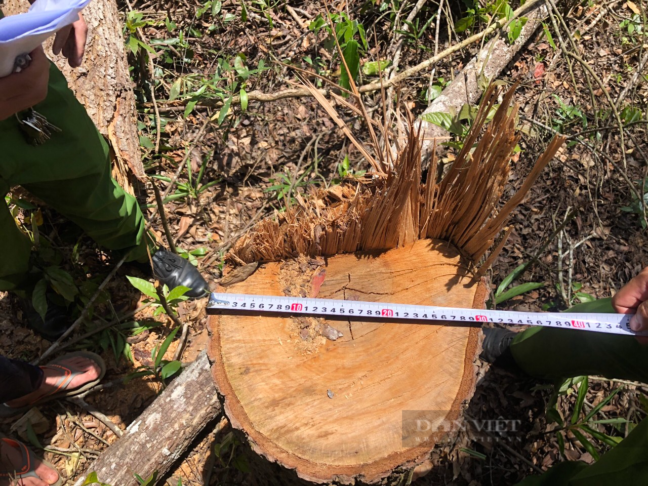Đắk Nông: Khởi tố nhóm đối tượng lợi dụng dịch Covid-19, chặt phá rừng diện tích lớn - Ảnh 3.