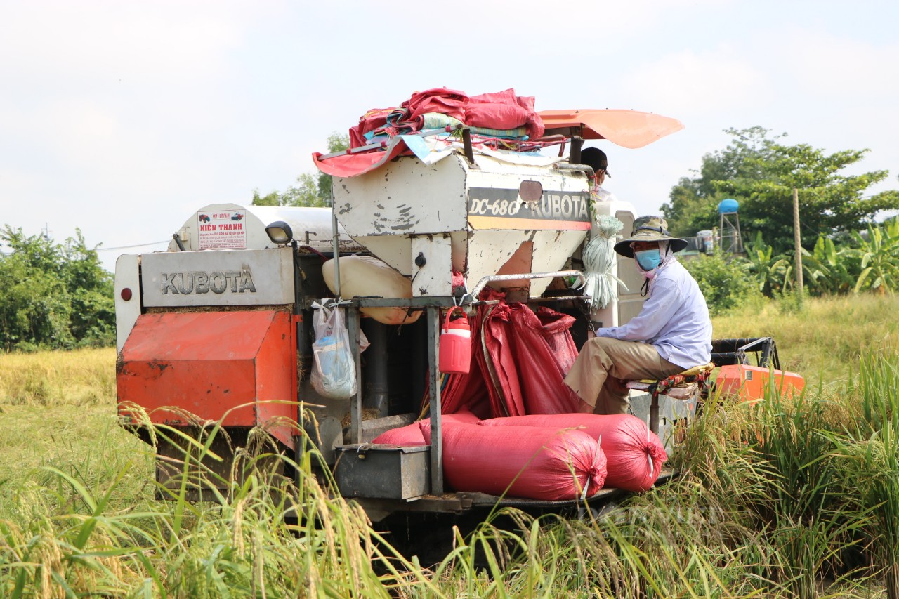 Không chỉ đi chợ hộ, bộ đội còn thu hoạch lúa giúp dân giữa mùa dịch Covid-19 - Ảnh 5.