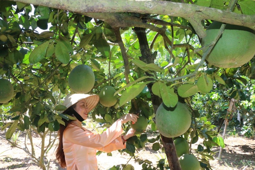 Quảng Ngãi: Trồng giống bưởi đặc sản gì mà trái ra quá trời, dịch Covid-19 dân bán vẫn có lời? - Ảnh 1.