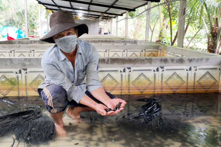 Trong mùa dịch, vẫn thu vài chục triệu/tháng từ con ba ba nhờ cách làm sáng tạo  - Ảnh 3.