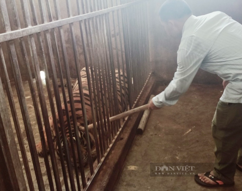 Nghệ An: Tạm giữ 17 cá thể hổ nặng hàng trăm kg nuôi nhốt trái phép trong nhà dân - Ảnh 3.