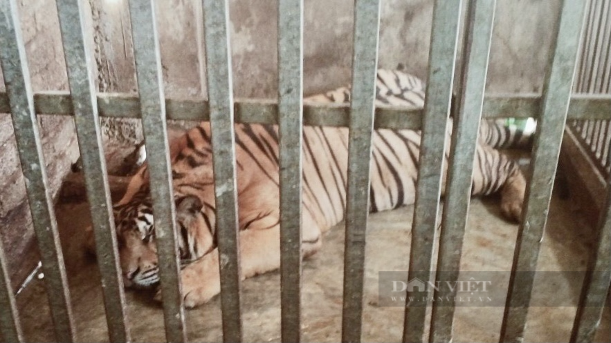 Nghệ An: Tạm giữ 17 cá thể hổ nặng hàng trăm kg nuôi nhốt trái phép trong nhà dân - Ảnh 4.