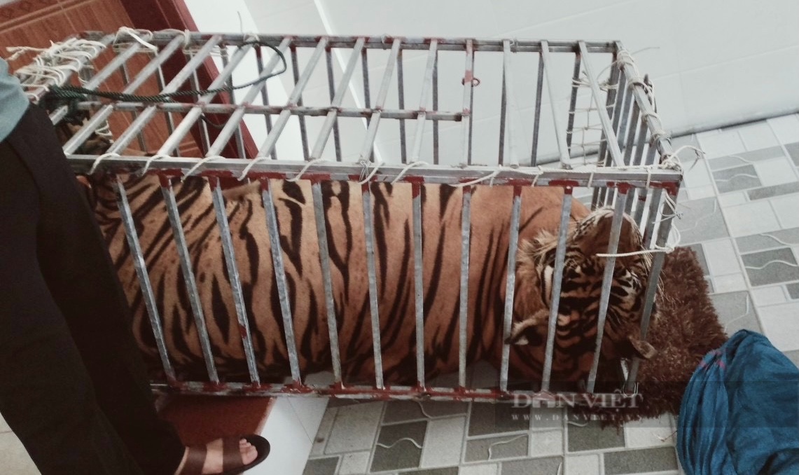 Nghệ An: Phá chuyên án nuôi nhốt hổ trong nhà dân, thu giữ 17 “ông ba mươi” - Ảnh 5.