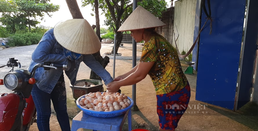 Hải Phòng: Giá  trứng gia cầm, thủy cầm tăng đột biến - Ảnh 2.