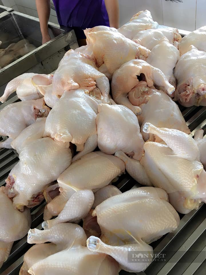 Giá gia cầm hôm nay 4/8: Giá vịt thịt miền Bắc giảm nhẹ, gà công nghiệp miền Nam vẫn khó bán - Ảnh 3.