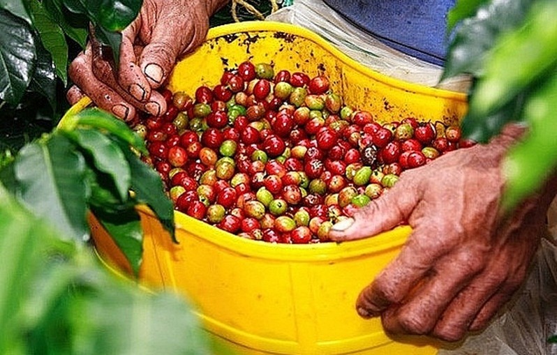 Giá nông sản hôm nay 4/8: Cà phê có xu hướng tăng, heo hơi tiếp tục rớt giá - Ảnh 2.