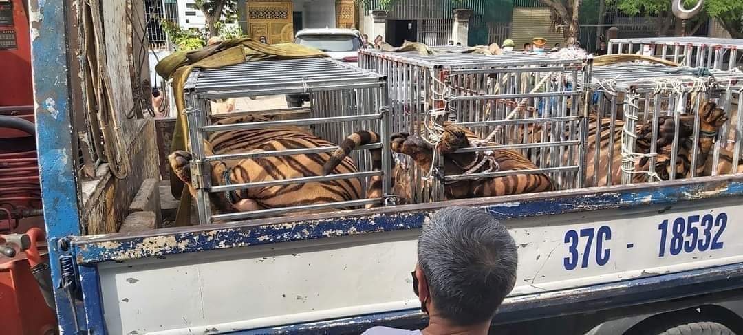 Phá chuyên án nuôi nhốt hổ trong nhà dân, thu giữ 16 “ông ba mươi” - Ảnh 2.