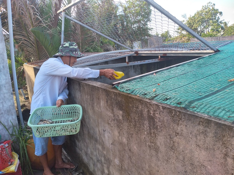 Cà Mau: Nuôi dày đặc thứ cá dữ ở bể xi măng, thiên hạ lao đao vì sao anh này vẫn &quot;bình chân như vại&quot;? - Ảnh 1.