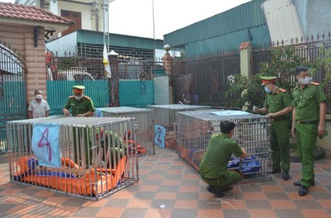 Vụ đột kích bắt 17 con hổ nuôi nhốt trái phép: Chính quyền không hề hay biết!    - Ảnh 1.