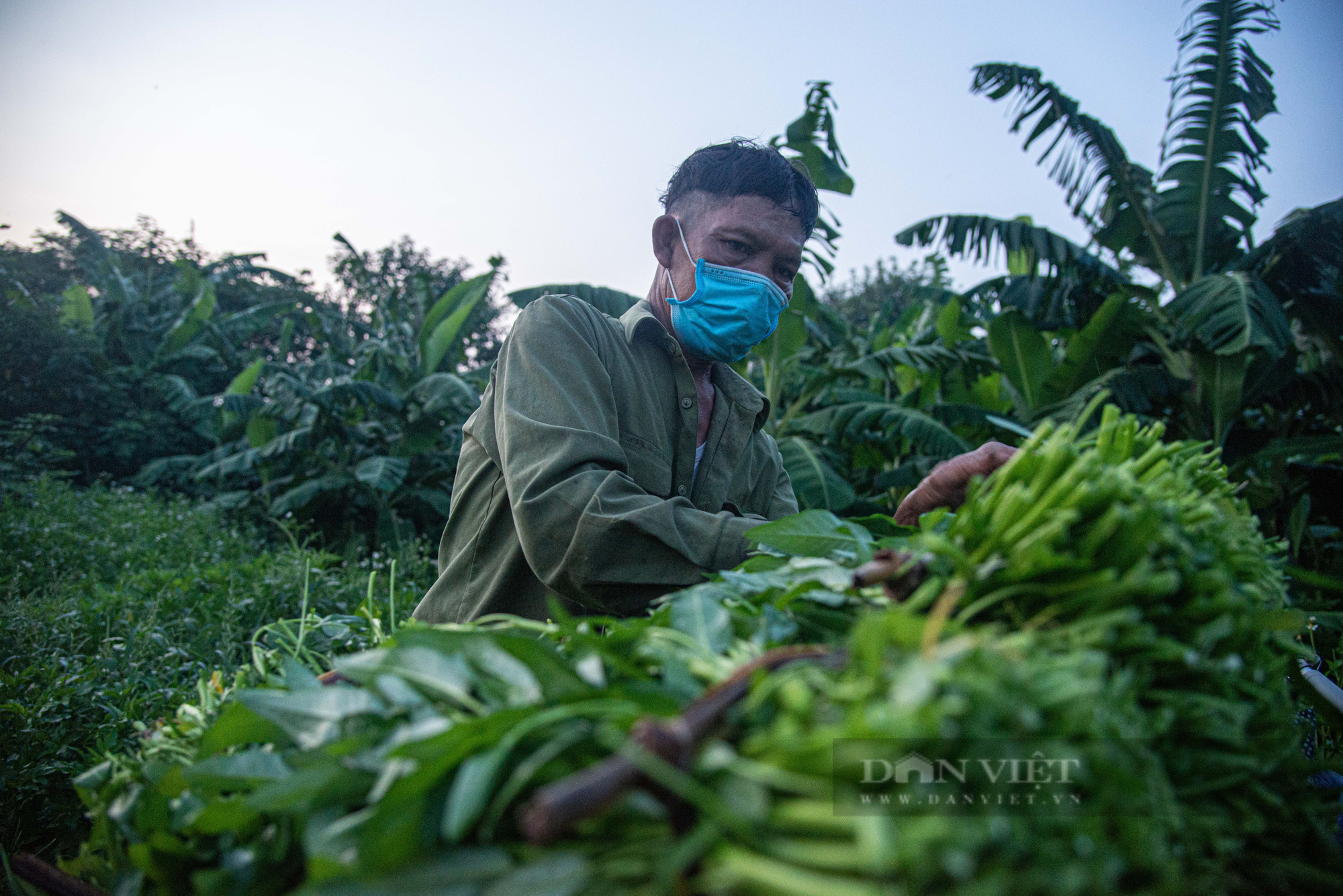 Hà Nội: Dân trồng rau bãi giữa sông Hồng loay hoay trong cơn bão dịch  - Ảnh 3.