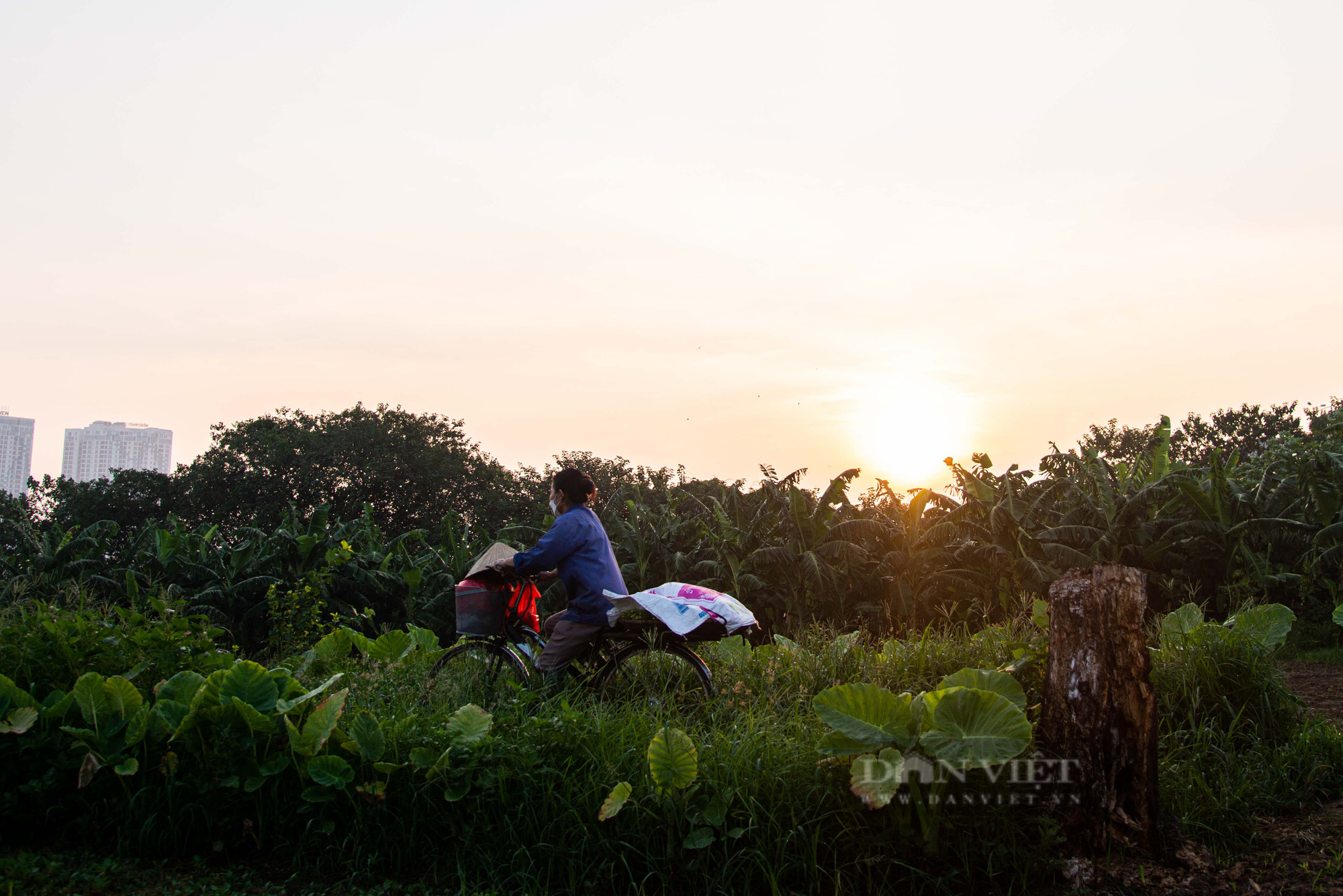 Hà Nội: Dân trồng rau bãi giữa sông Hồng loay hoay trong cơn bão dịch  - Ảnh 7.