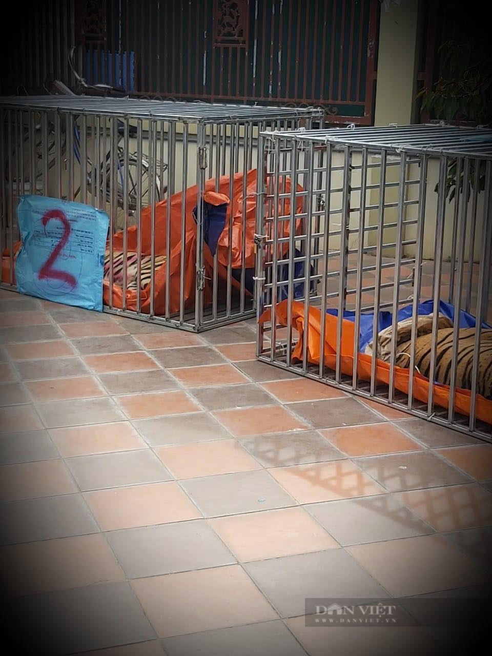 Vụ đột kích bắt 17 con hổ nuôi nhốt trái phép ở Đô Thành (Nghệ An): Ngành Kiểm lâm không thể vô can?   - Ảnh 2.