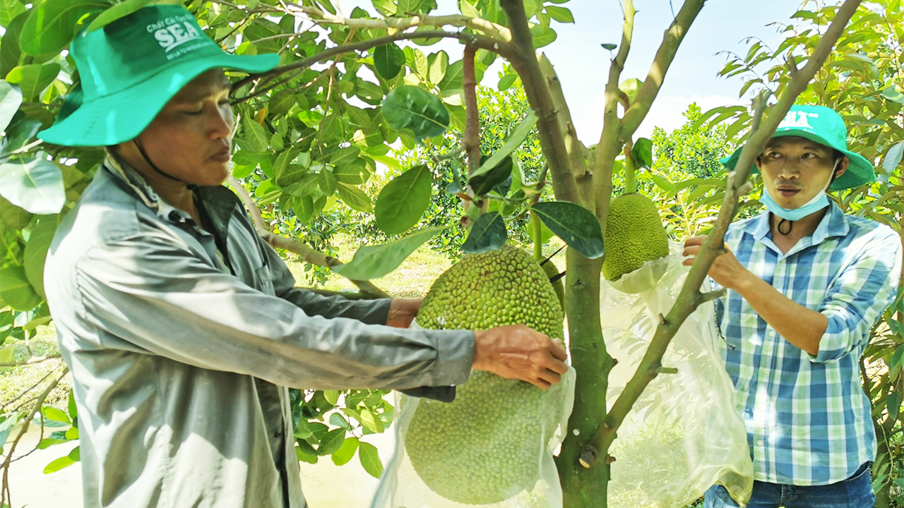 Giá mít Thái hôm nay 5/8: Sao giá mít tăng tiếp tục, còn chôm chôm, nhãn lại giảm giá, chín đầy vườn không ai mua? - Ảnh 1.