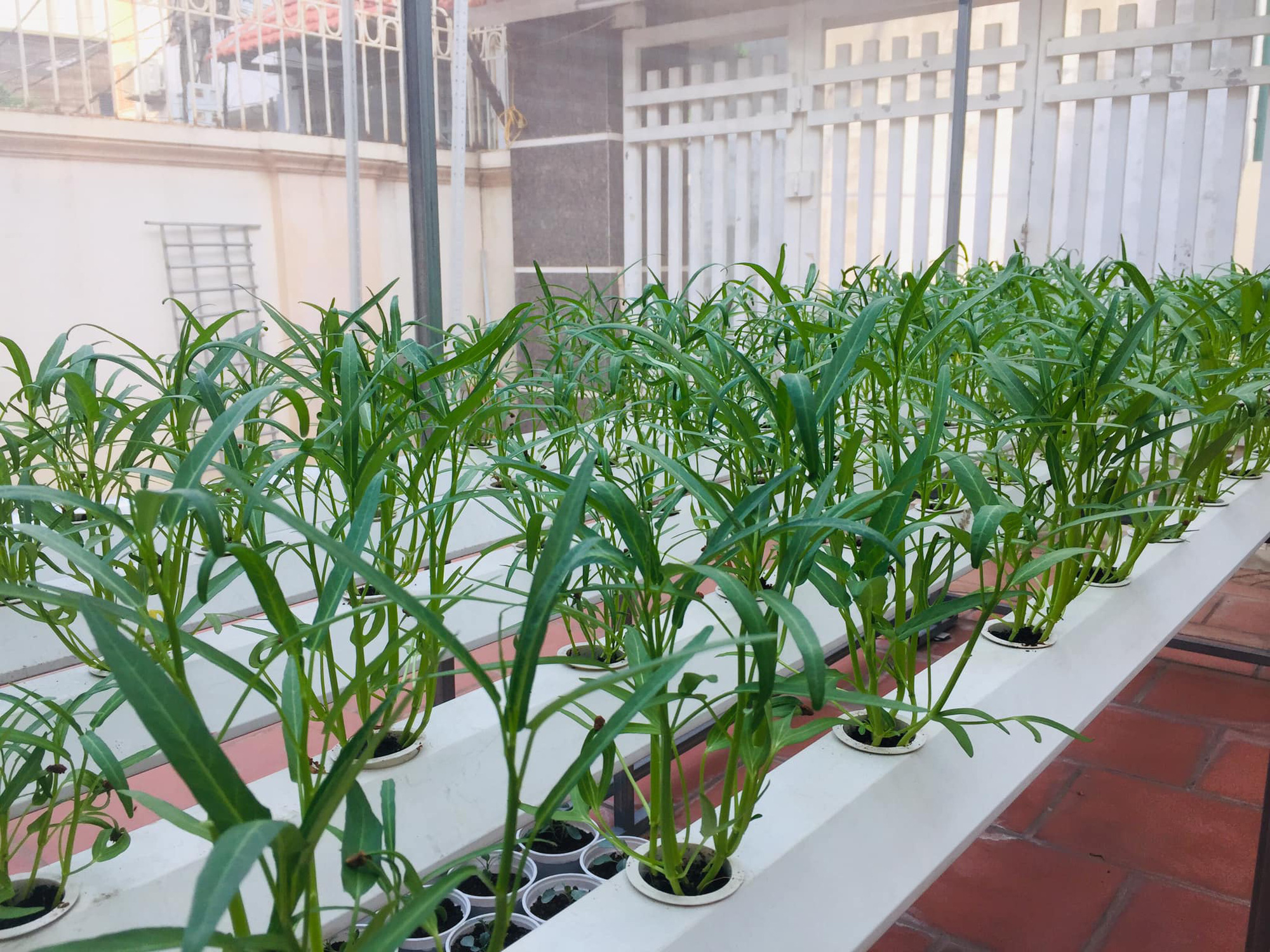 Nghề "ăn nên làm ra" trong mùa dịch, ngày bán không biết bao nhiêu đơn hàng - Ảnh 1. Nghề "ăn nên làm ra" trong mùa dịch, ngày bán không biết bao nhiêu đơn hàng - Ảnh 1.