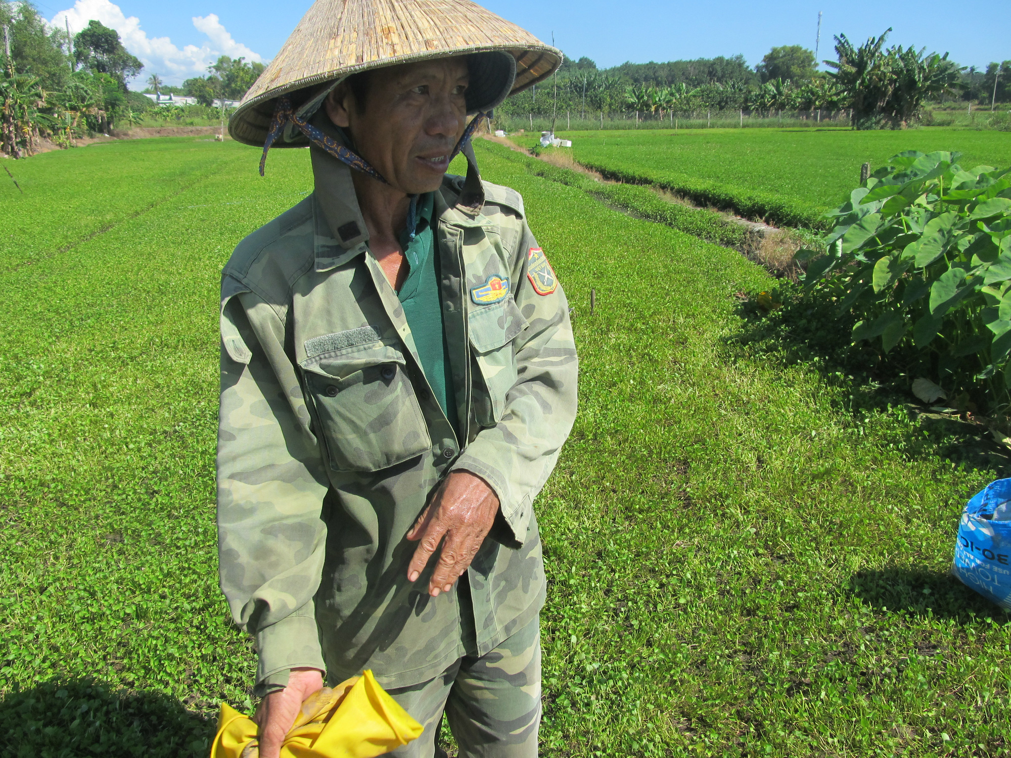 Giá rau má rẻ như cho mà vẫn không bán được, nông dân Long Phước cắt rau má cho heo rừng ăn - Ảnh 3.