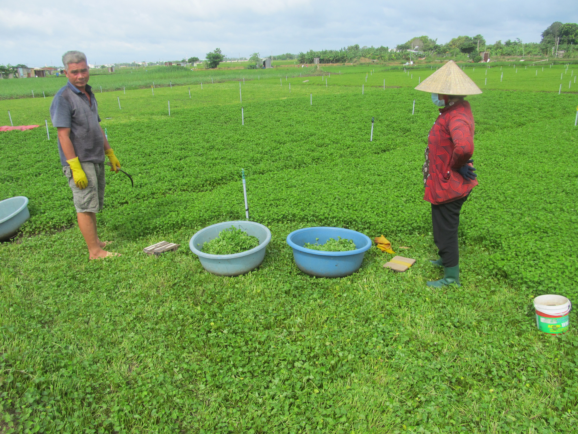 Giá rau má rẻ như cho mà vẫn không bán được, nông dân Long Phước cắt rau má cho heo rừng ăn - Ảnh 2.