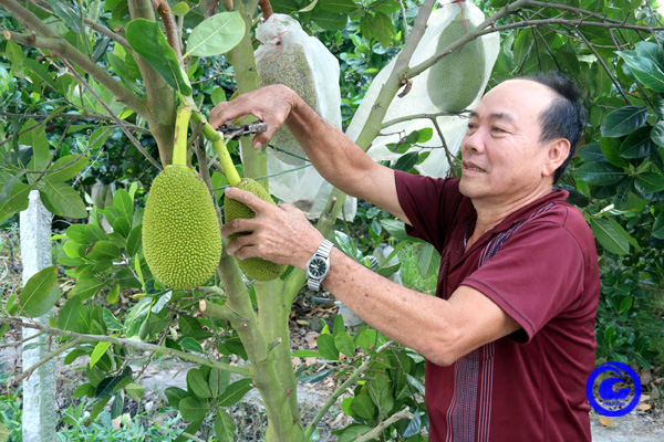 Tiền Giang: Trồng mít Thái siêu sớm, dịch Covid-19 như thế mỗi tháng ông nông dân vẫn thu đều 40 triệu - Ảnh 1.