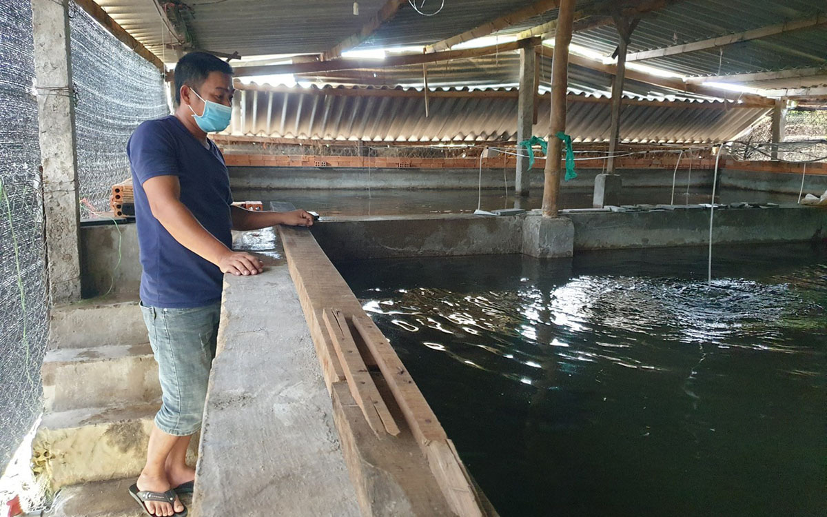 Phú Yên: Nuôi loài cá dài ngoẵng ví như &quot;nhân sâm nước&quot;, bắt bán 1 lứa ông nông dân thu 1 tỷ