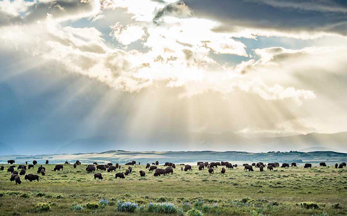 Thổ dân Blackfeet khác lạ với “nền văn hóa Trâu” và “Bó thuốc Hải ly” đầy mê hoặc - Ảnh 2.