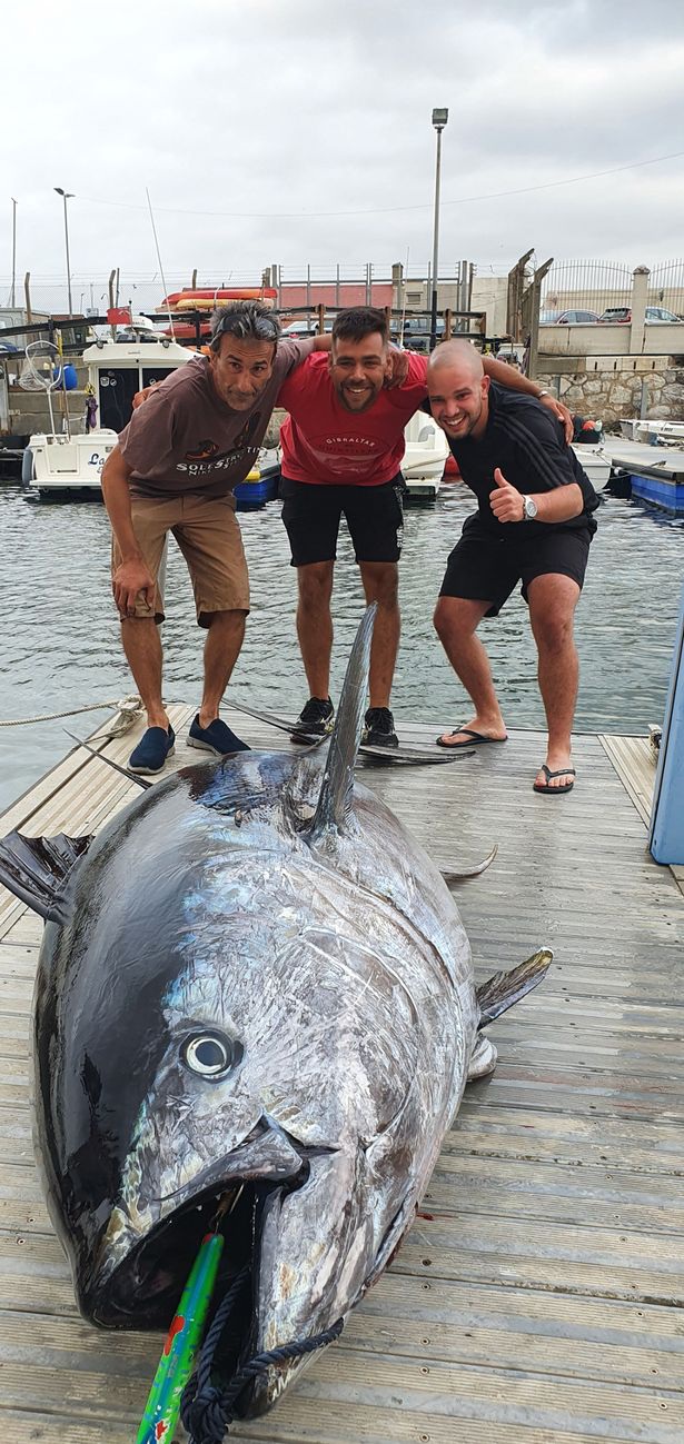 Ba cần thủ sốc nặng khi câu được &quot;quái ngư&quot; cá ngừ vây xanh siêu to khổng lồ nặng 328kg - Ảnh 1.