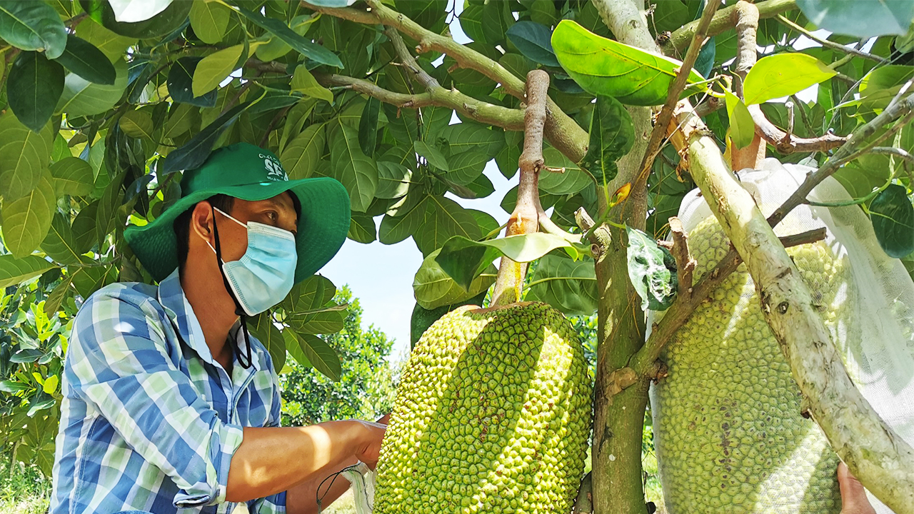 Giá mít Thái hôm nay 6/8: Giá tăng, vì sao có sự chênh lệch giá thu mua giữa các thương lái và giữa các vựa? - Ảnh 1.