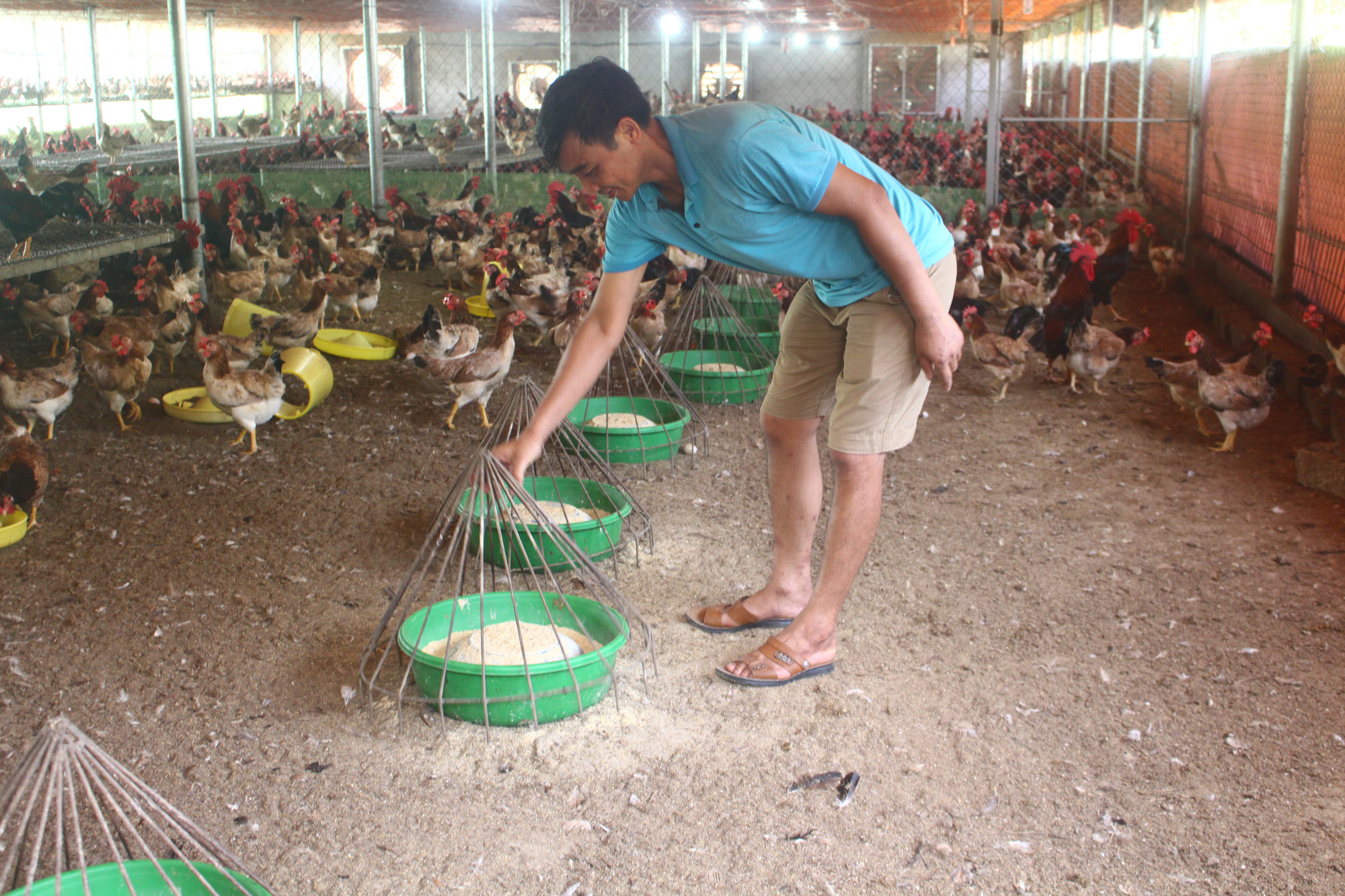 Ông chủ trại gà thu 10 tỷ đồng/năm nhờ bí quyết “đeo kính” cho gà - Ảnh 5.