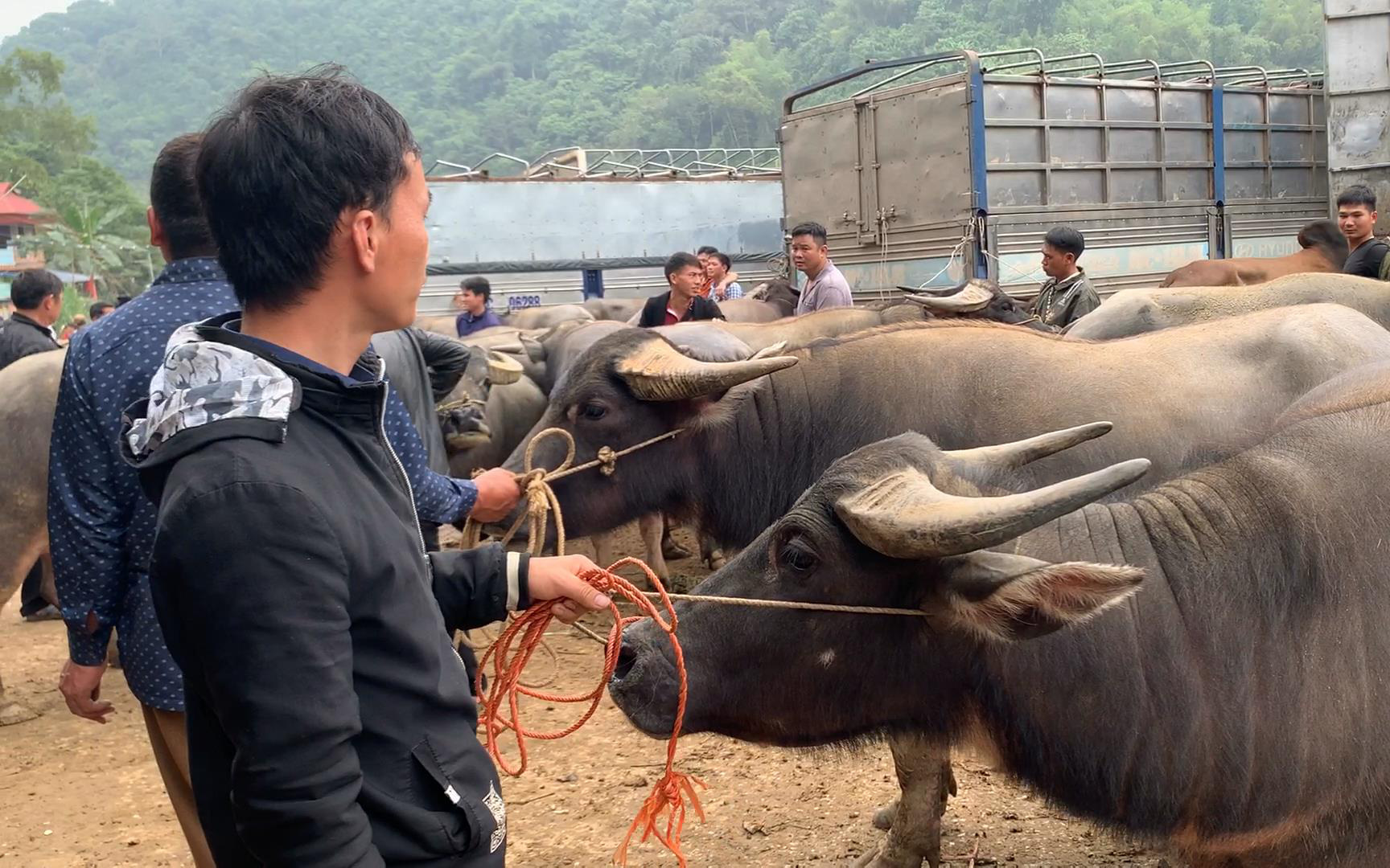 Bắc Kạn: "Tay to" ôm hàng rồi "lặn không sủi tăm", dân bán trâu bò chợ Nghiên Loan điêu đứng