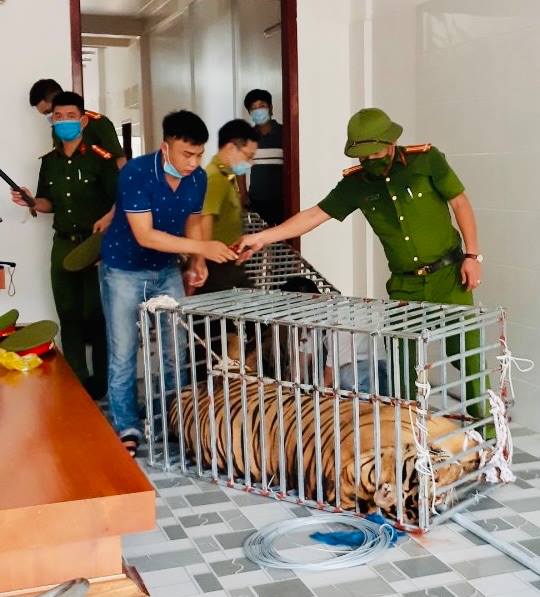 8/17 con hổ bị chết sau giải cứu ở Nghệ An: 9 cá thể hổ còn sống đang rất yếu...   - Ảnh 2.